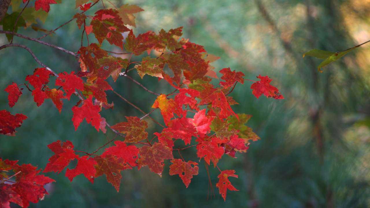 Ветка клена с осенней листвой, которая также красочна как финансовый гороскоп на ноябрь 2023 года